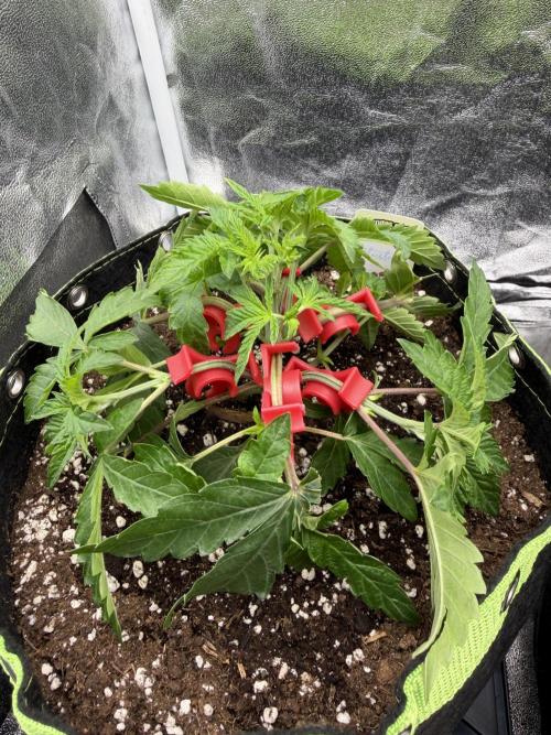 Blueberry by Dutch Passion. Week 4