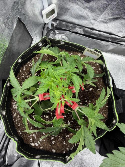 Blueberry by Dutch Passion. Week 4