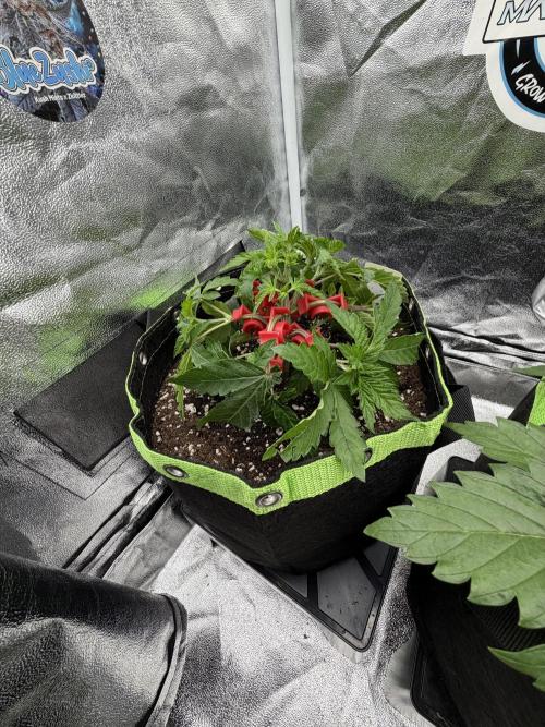 Blueberry by Dutch Passion. Week 4
