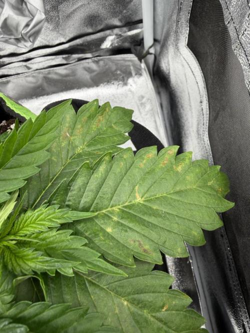 Eternity Grow Cup 2026 - Sticky Broccoli. Week 4