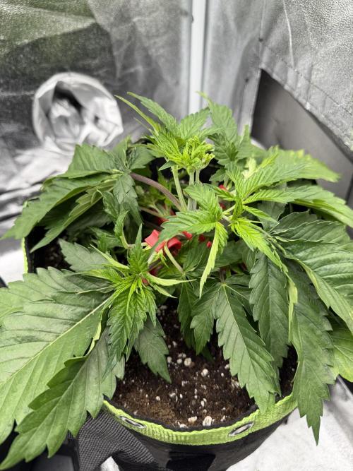 Eternity Grow Cup 2026 - Sticky Broccoli. Week 4