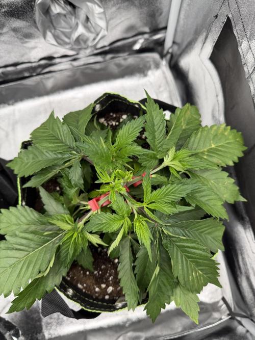Eternity Grow Cup 2026 - Sticky Broccoli. Week 4