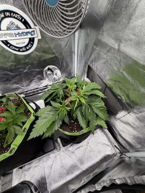 Eternity Grow Cup 2026 - Sticky Broccoli. Week 4