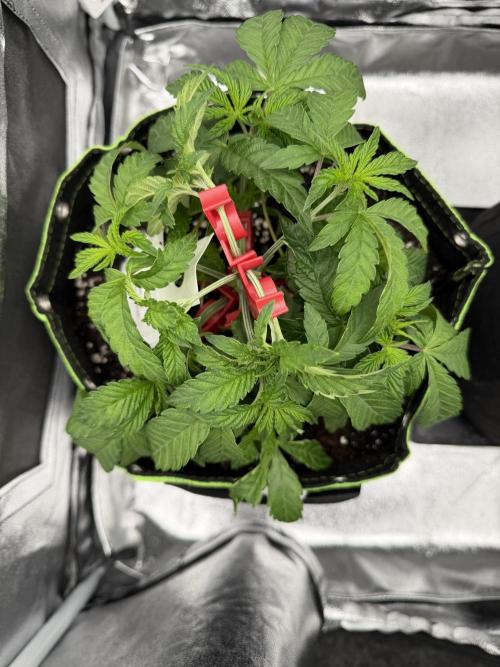 Blueberry by Dutch Passion. Week 4 - 04.03.26