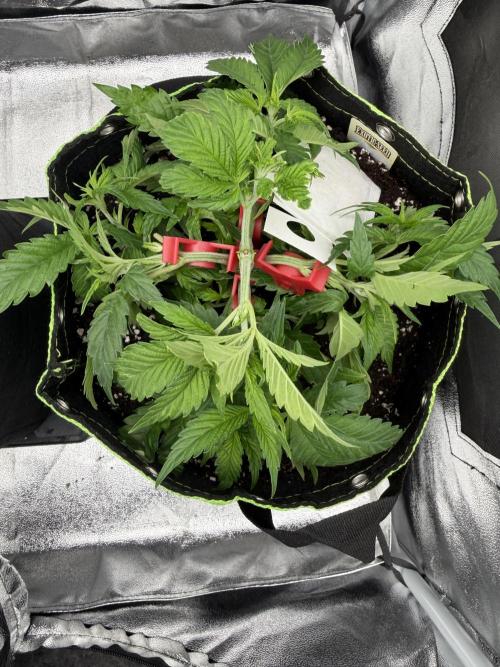 Eternity Grow Cup 2026 - Sticky Broccoli. Week 4 - 04.03.26