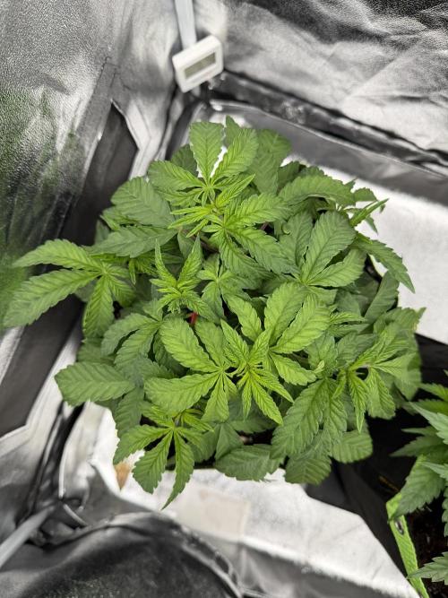 Blueberry by Dutch Passion. Week 5