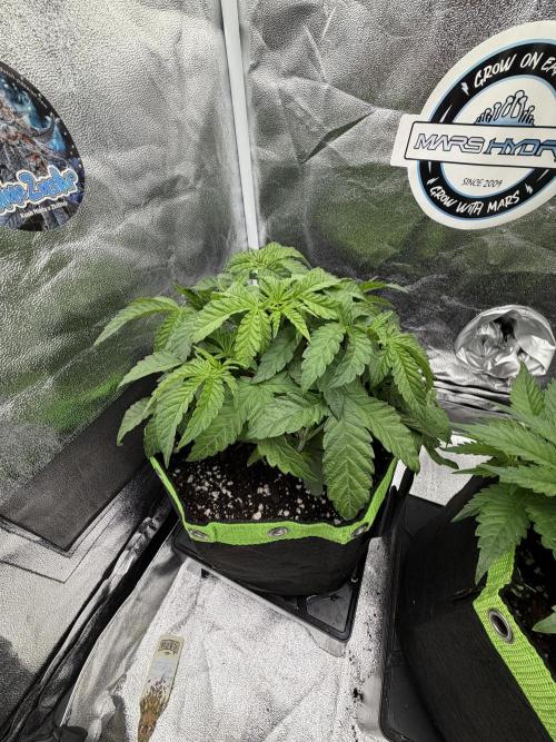 Blueberry by Dutch Passion. Week 5