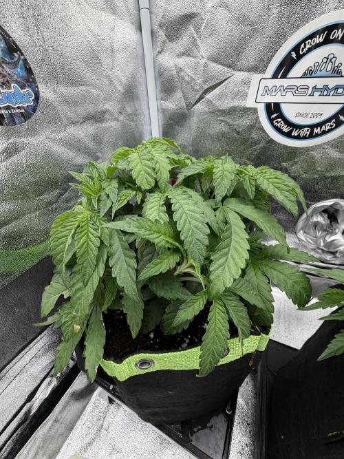 Blueberry by Dutch Passion. Week 5