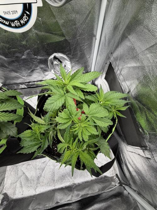 Eternity Grow Cup 2026 - Sticky Broccoli. Week 5