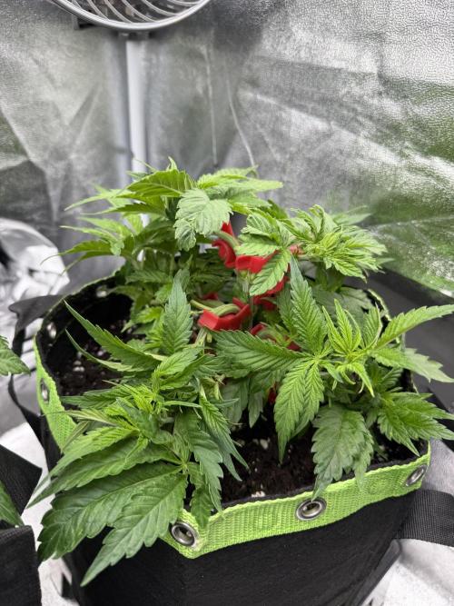 Eternity Grow Cup 2026 - Sticky Broccoli. Week 5