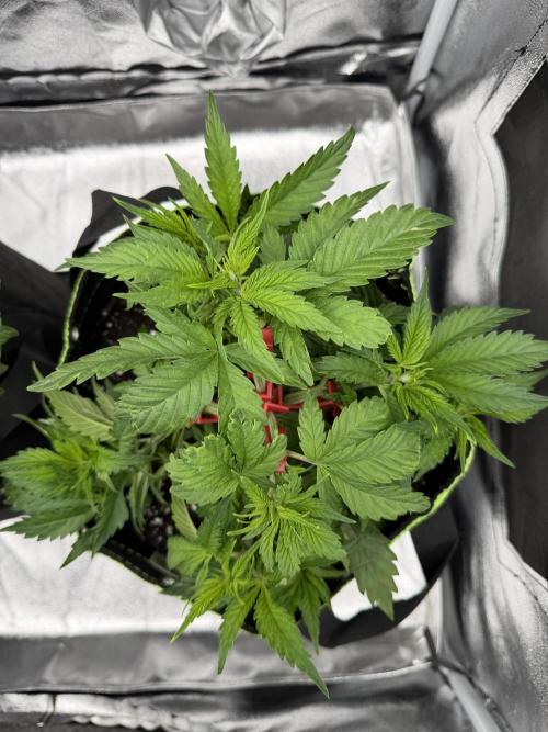 Eternity Grow Cup 2026 - Sticky Broccoli. Week 5
