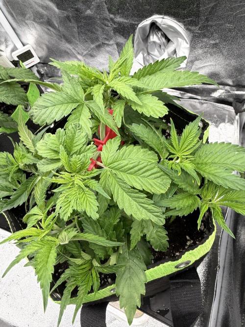 Eternity Grow Cup 2026 - Sticky Broccoli. Week 5