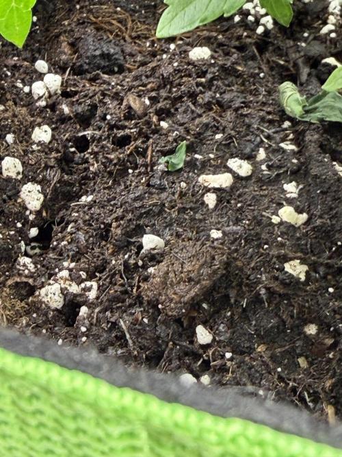 OrionGrowgul