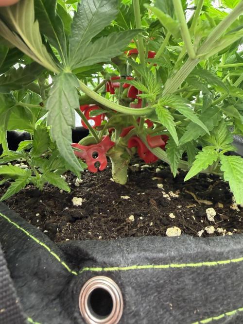 Eternity Grow Cup 2026 - Sticky Broccoli. Week 6