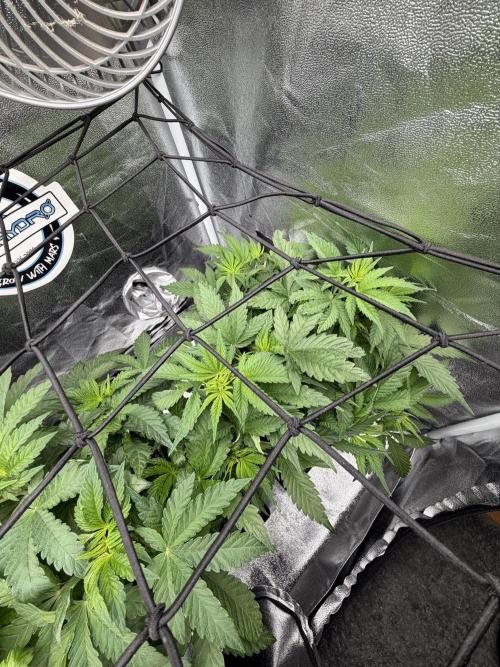 Eternity Grow Cup 2026 - Sticky Broccoli. Week 6