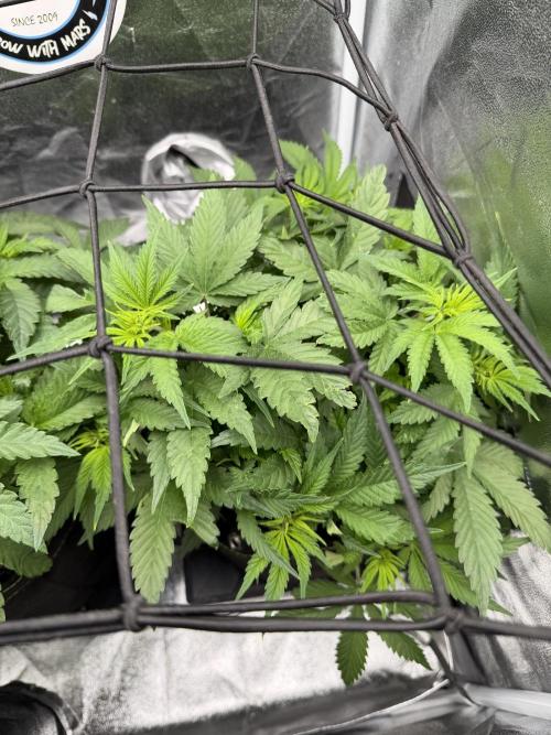 Eternity Grow Cup 2026 - Sticky Broccoli. Week 6