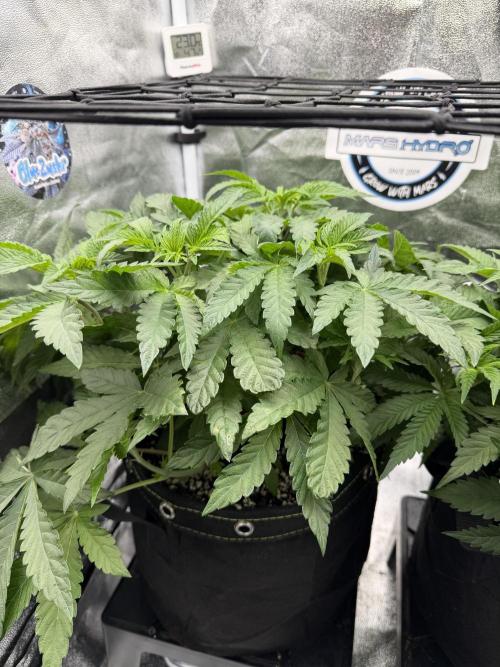 Blueberry by Dutch Passion. Week 6