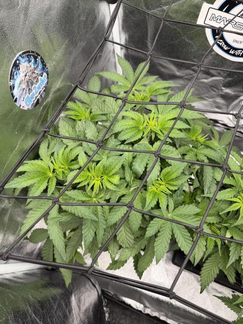 Blueberry by Dutch Passion. Week 6