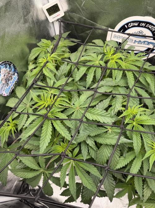 Blueberry by Dutch Passion. Week 7