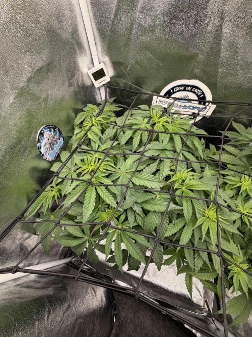 Blueberry by Dutch Passion. Week 7