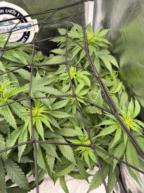 Eternity Grow Cup 2026 - Sticky Broccoli. Week 7