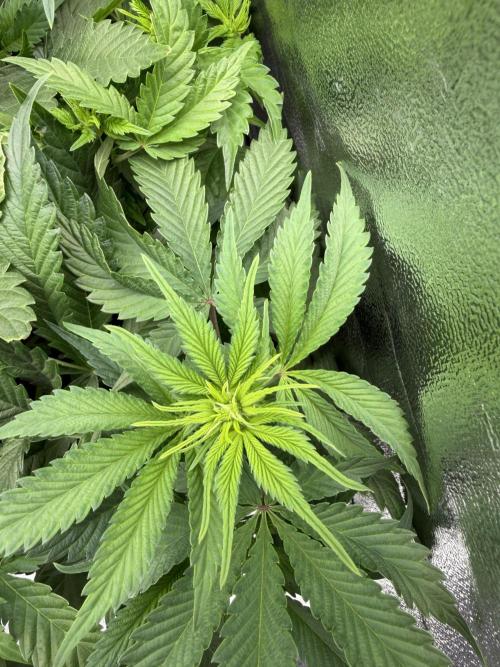 Eternity Grow Cup 2026 - Sticky Broccoli. Week 7