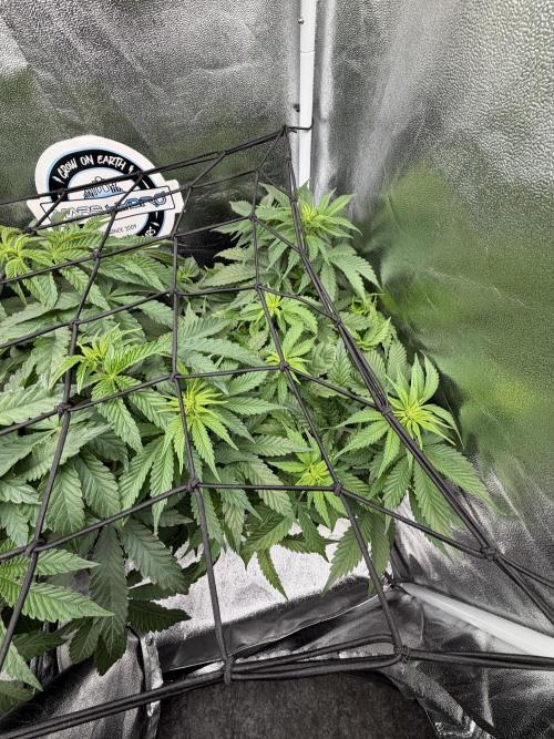 Eternity Grow Cup 2026 - Sticky Broccoli. Week 7
