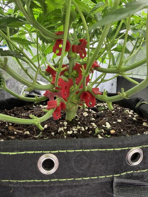 Eternity Grow Cup 2026 - Sticky Broccoli. Week 7