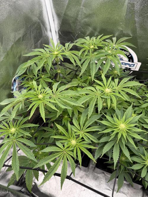 Blueberry by Dutch Passion. Week 8
