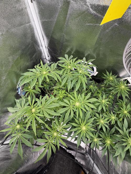 Blueberry by Dutch Passion. Week 8