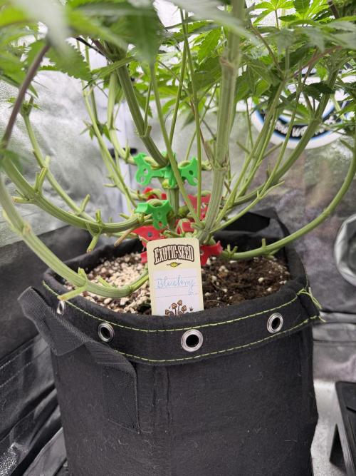 Blueberry by Dutch Passion. Week 8