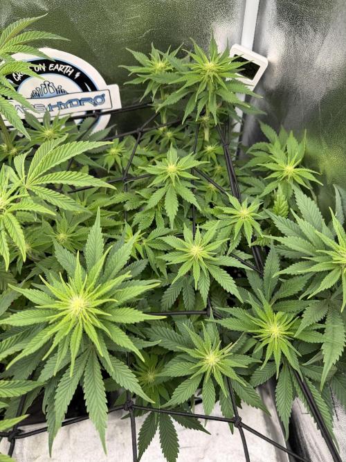 Eternity Grow Cup 2026 - Sticky Broccoli. Week 8