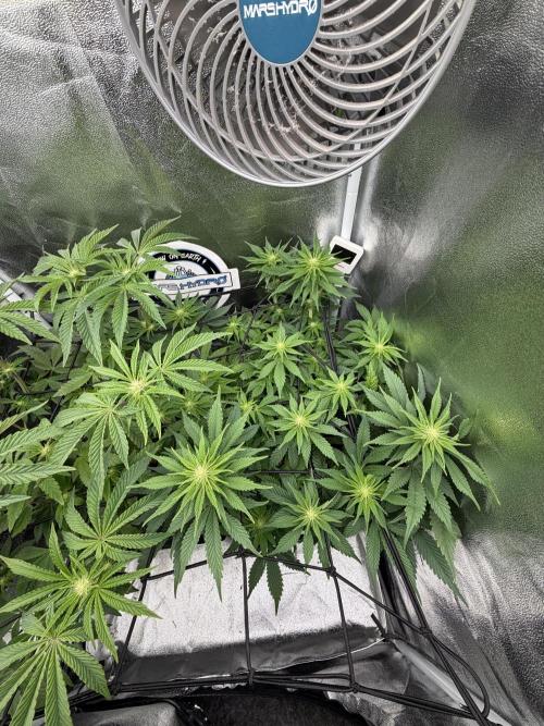Eternity Grow Cup 2026 - Sticky Broccoli. Week 8