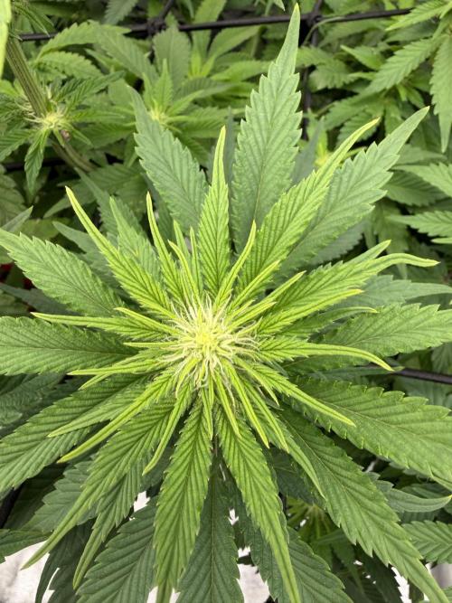 Eternity Grow Cup 2026 - Sticky Broccoli. Week 8