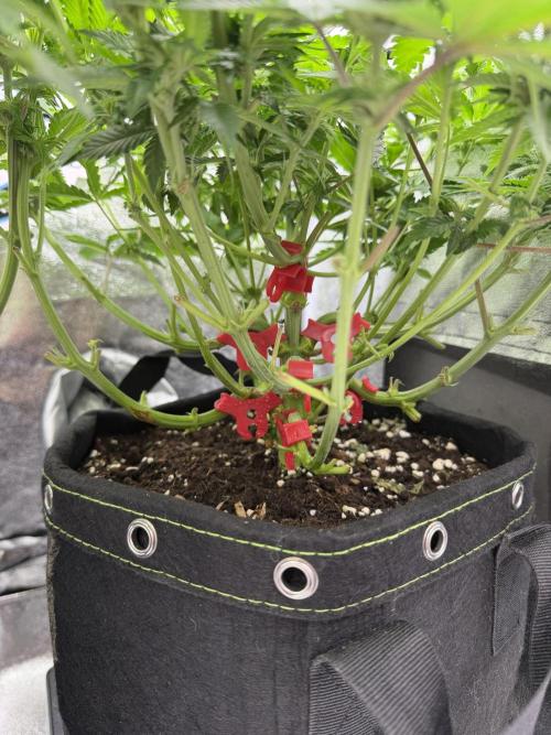 Eternity Grow Cup 2026 - Sticky Broccoli. Week 8
