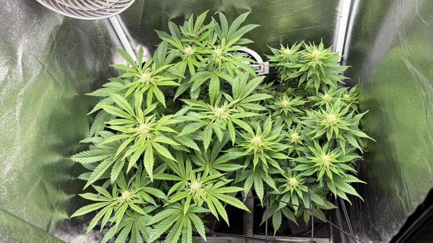 OrionGrowgul