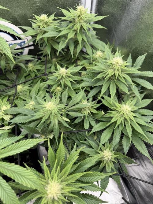 Eternity Grow Cup 2026 - Sticky Broccoli. Week 9