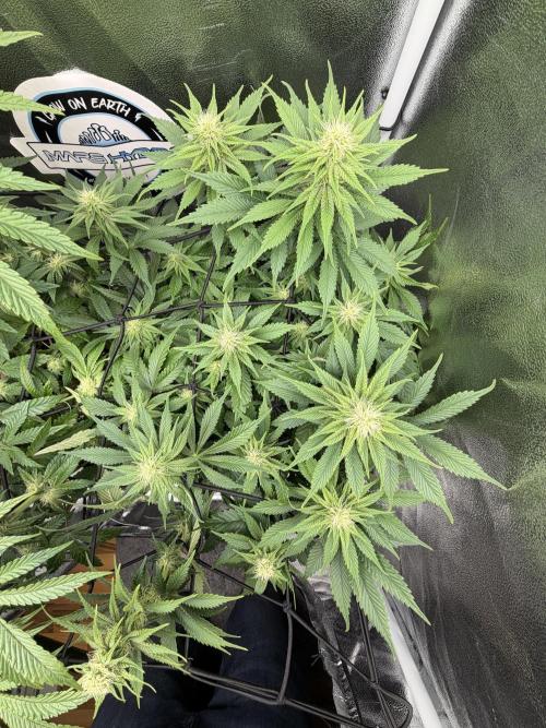 Eternity Grow Cup 2026 - Sticky Broccoli. Week 9