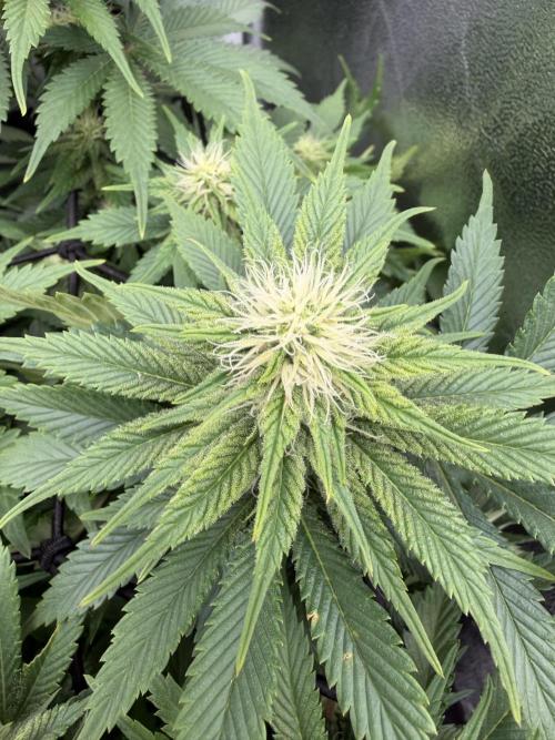 Eternity Grow Cup 2026 - Sticky Broccoli. Week 9