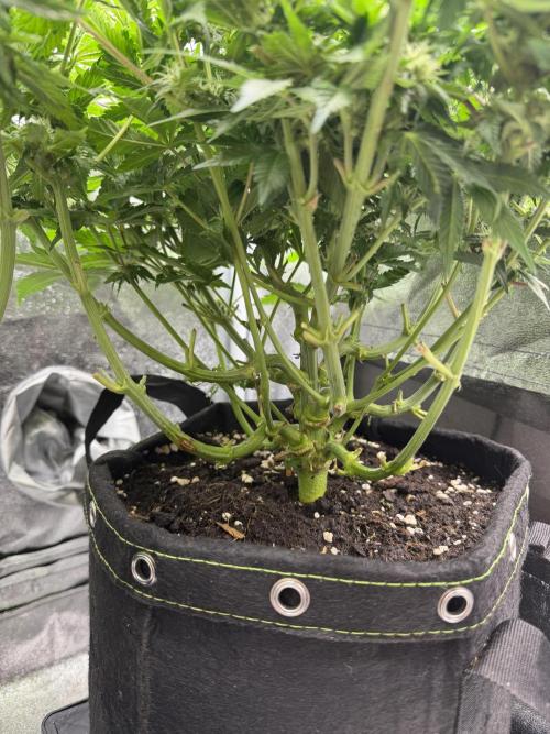 Eternity Grow Cup 2026 - Sticky Broccoli. Week 9