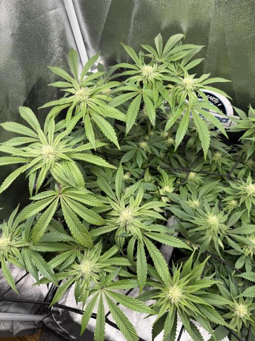Blueberry by Dutch Passion. Week 9