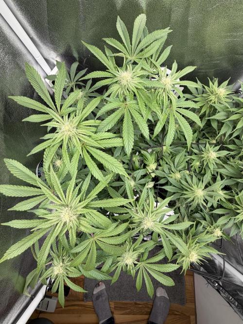 Blueberry by Dutch Passion. Week 9