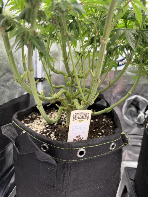 Blueberry by Dutch Passion. Week 9