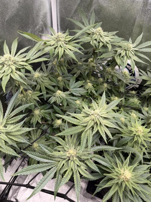 Blueberry by Dutch Passion. Week 10