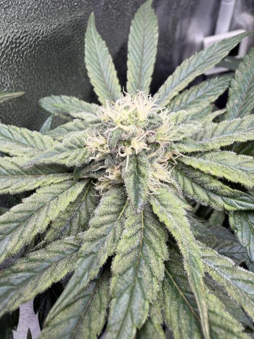 Blueberry by Dutch Passion. Week 10