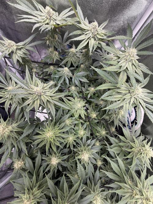 Blueberry by Dutch Passion. Week 10