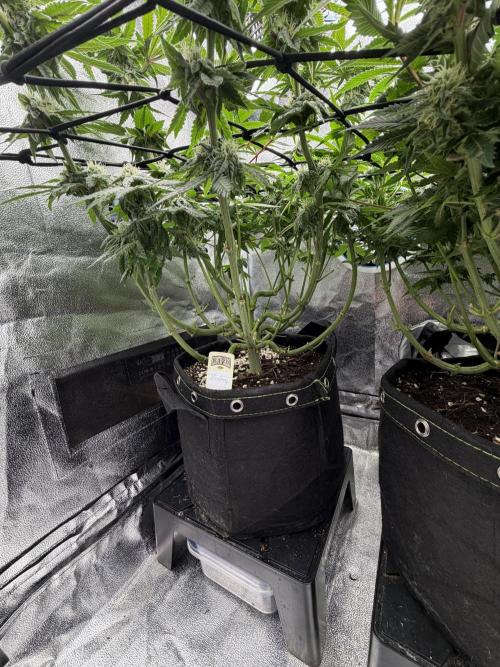 Blueberry by Dutch Passion. Week 10