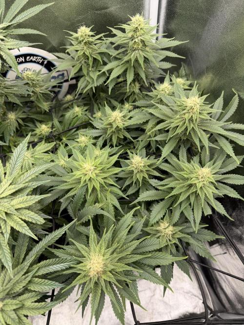 Eternity Grow Cup 2026 - Sticky Broccoli. Week 10