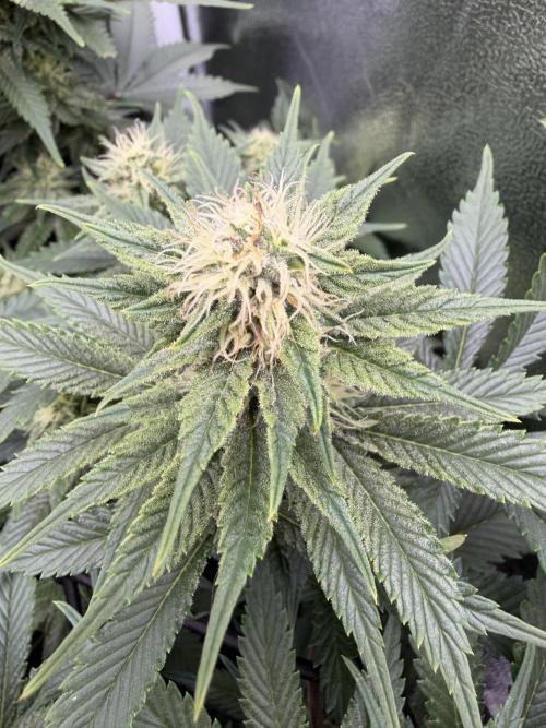 Eternity Grow Cup 2026 - Sticky Broccoli. Week 10