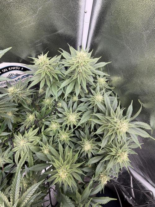 Eternity Grow Cup 2026 - Sticky Broccoli. Week 10